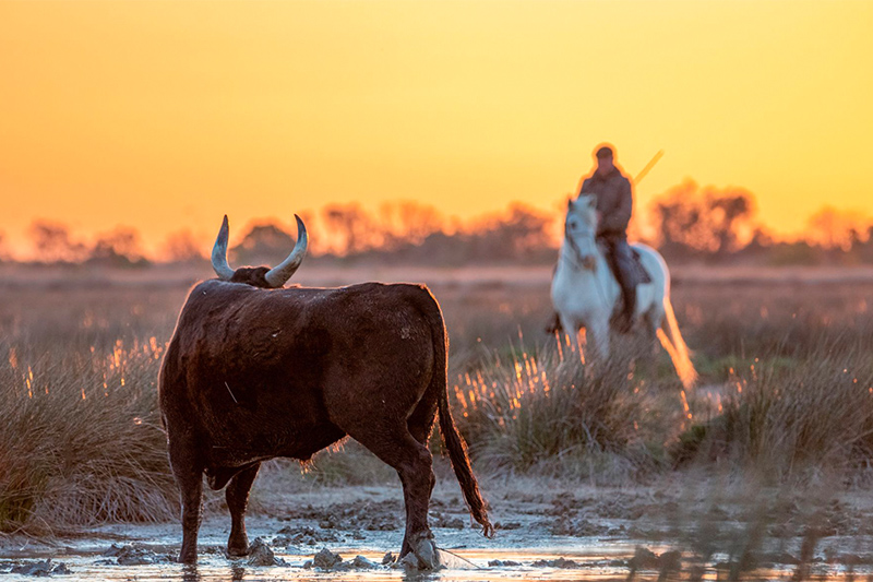 Escapade en Camargue