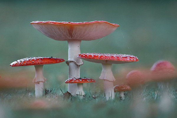 Sortie/Atelier Champignons - Macro et Proxi